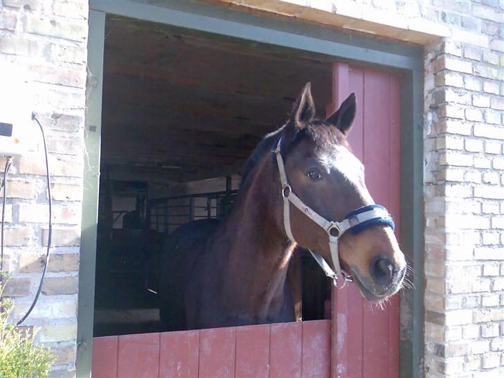 Grangården på Amager Charlie billede 52
