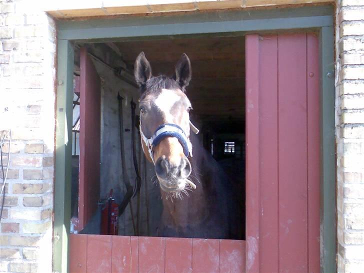 Grangården på Amager Charlie billede 53