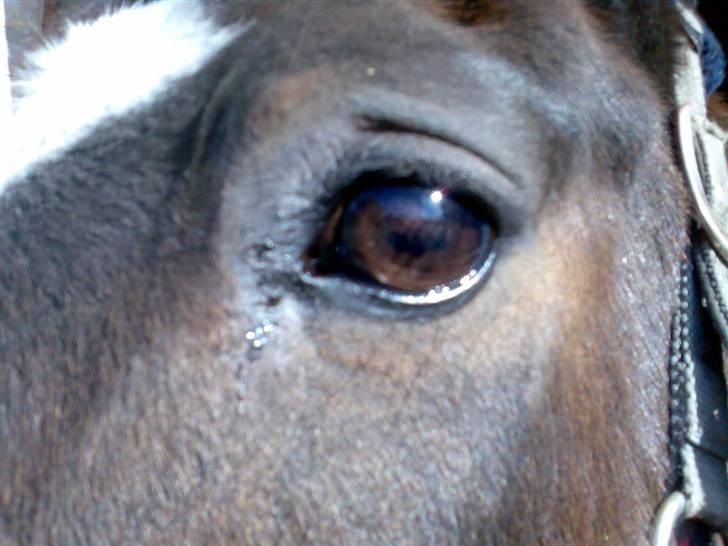 Grangården på Amager Charlie billede 54