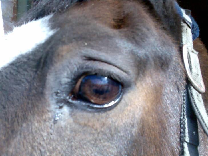 Grangården på Amager Charlie billede 55