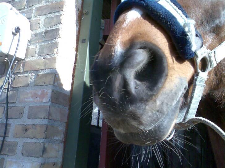 Grangården på Amager Charlie billede 56