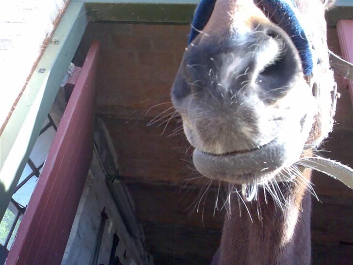 Grangården på Amager Charlie billede 57