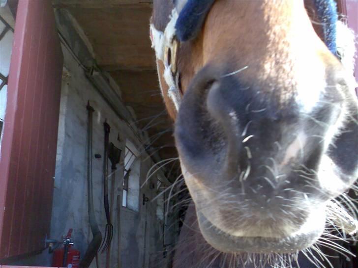 Grangården på Amager Charlie billede 58