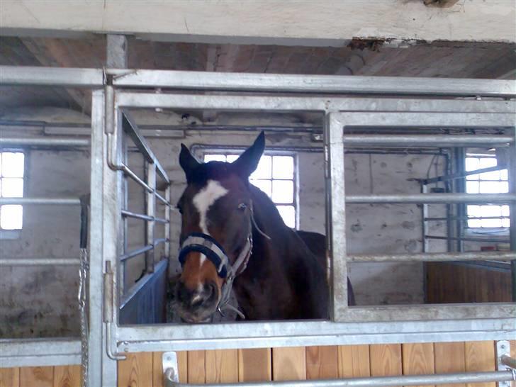 Grangården på Amager Charlie billede 59