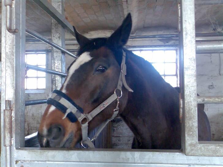 Grangården på Amager Charlie billede 60