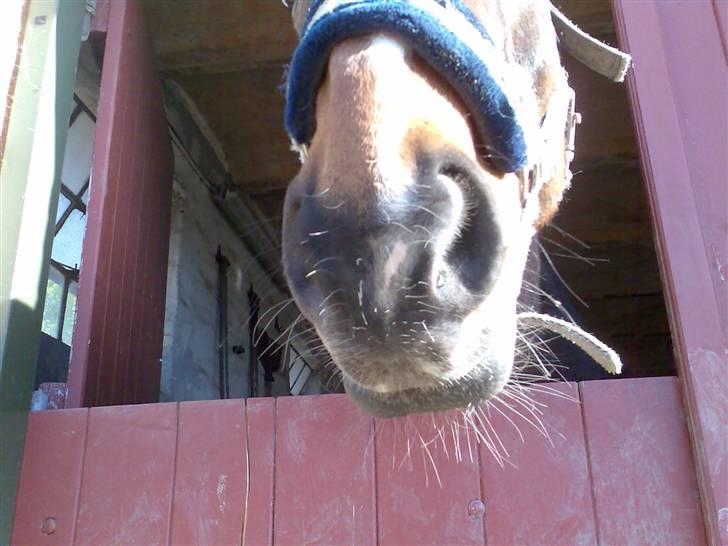 Grangården på Amager Charlie billede 61