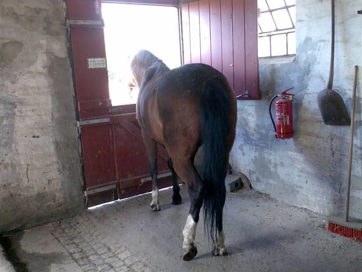 Grangården på Amager Charlie billede 62