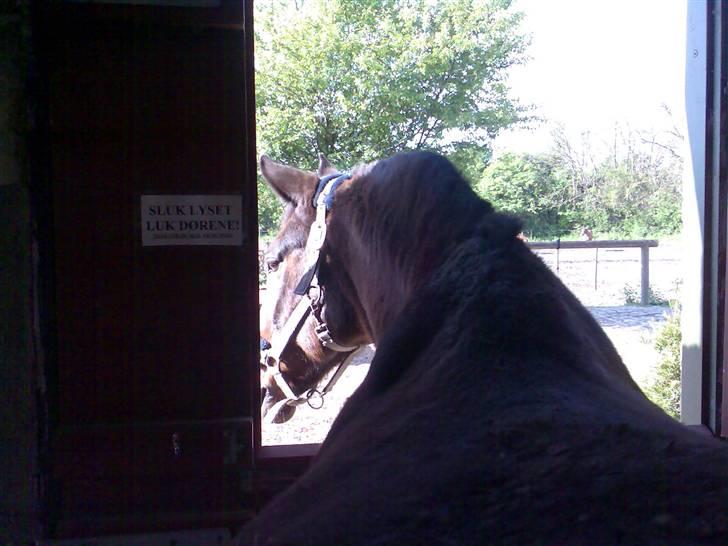 Grangården på Amager Charlie billede 63