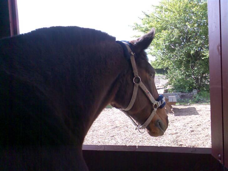 Grangården på Amager Charlie billede 64