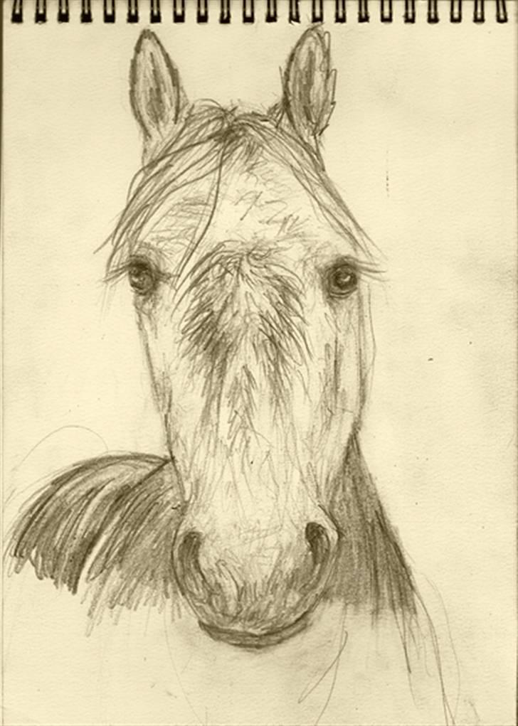 Mine tegninger... - Bakkegaarden´s Oliver :) billede 13