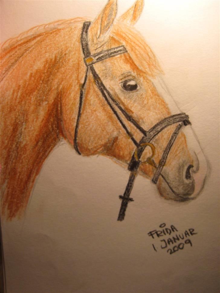 Tegninger  xD - Hoved - tegnet efter en hest i et HKM blad.. vinter '08. billede 20