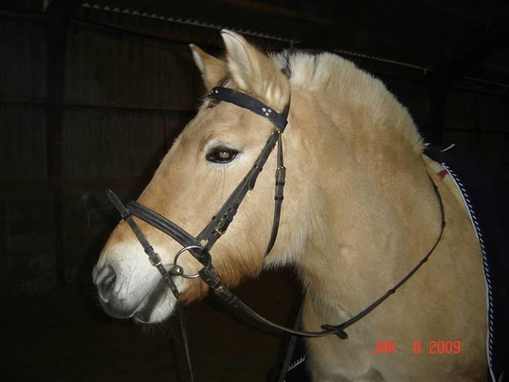 Lædersjov - Hesteting - Og her kan i se det på er hun ikke bare smuk billede 20