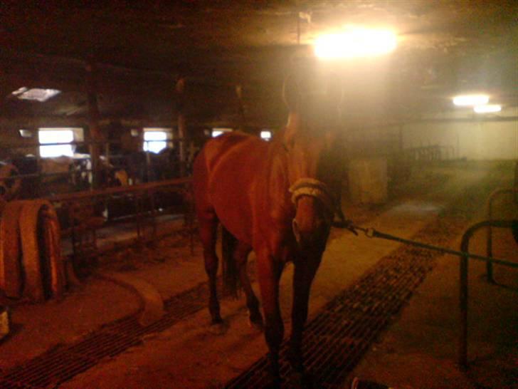 Hvad orm kan gøre ved en hest - Han er tykkere i dag, men alle mine nyere billeder er med dækken eller tæppe billede 11