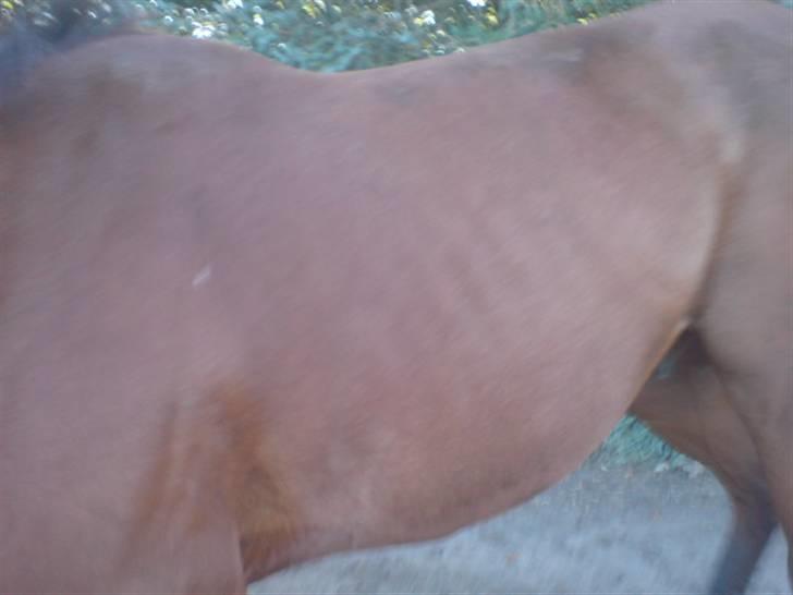 Hvad orm kan gøre ved en hest - Billedet siger vel sig selv. her er han i bedring billede 8