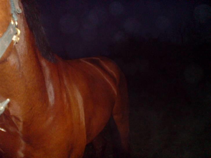 Hvad orm kan gøre ved en hest - Han er meget tykkere i dag, men alle mine nye billeder er med dækken eller tæppe. billede 12