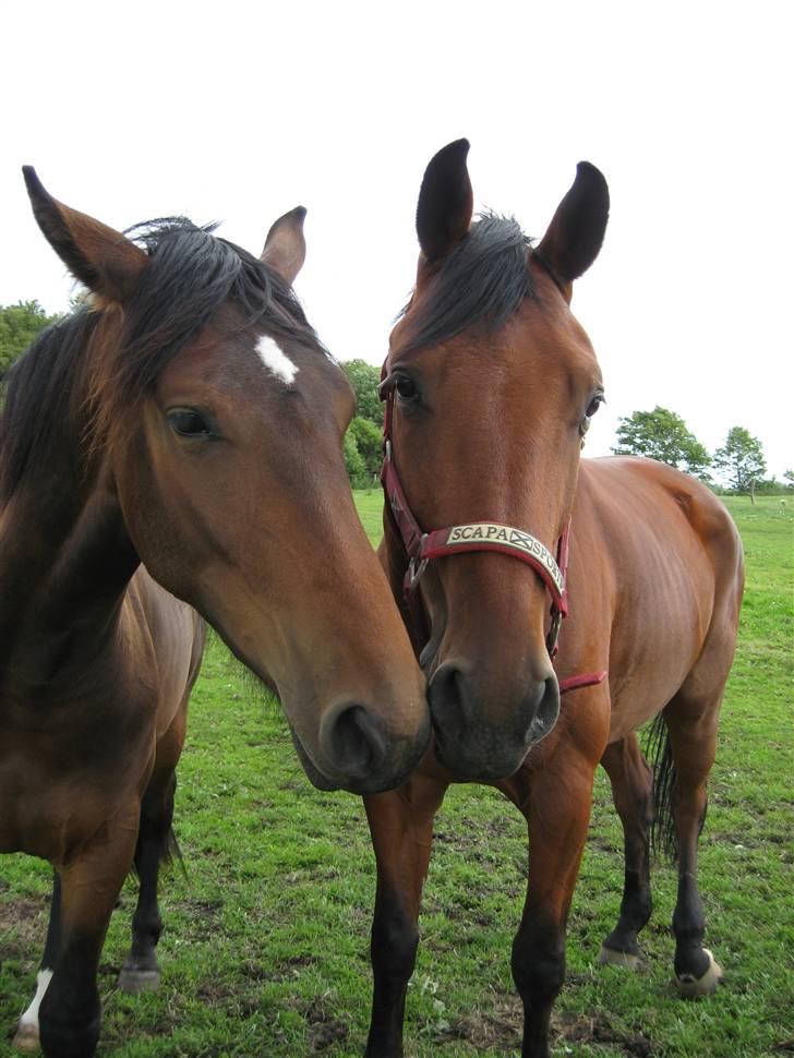 Hvad orm kan gøre ved en hest - Sammen med Athene. igen tydelige ribben billede 7