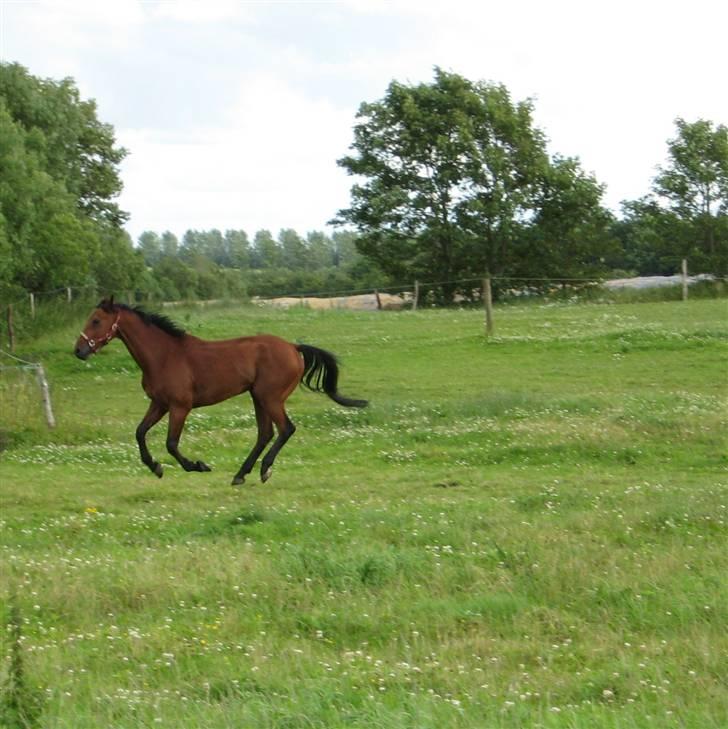 Hvad orm kan gøre ved en hest - Tynde blærerøv :D billede 10