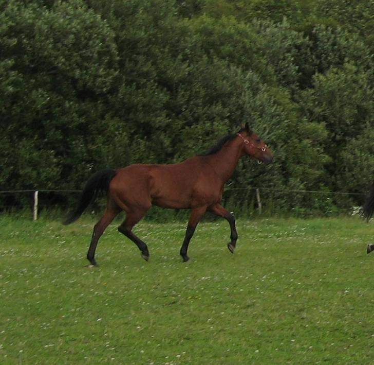 Hvad orm kan gøre ved en hest - Selvom man er tynd, kan man stadig blære sig :D billede 6