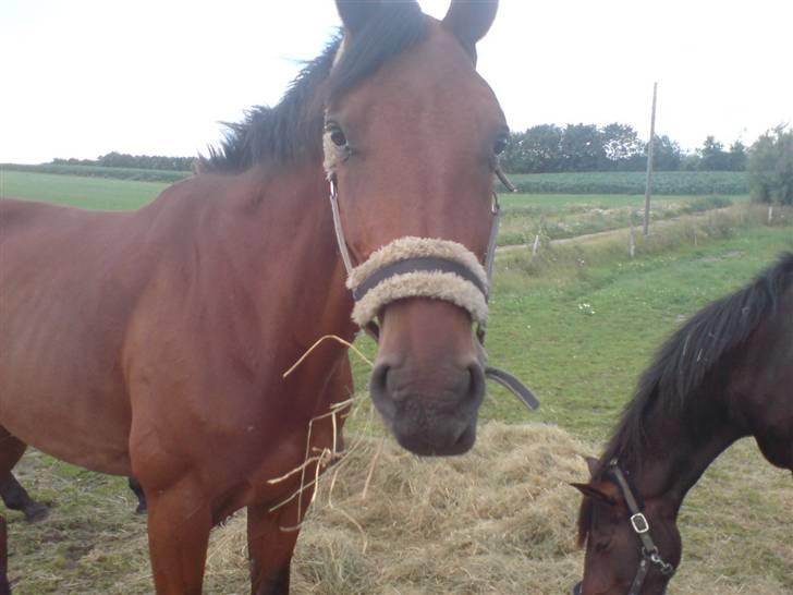 Hvad orm kan gøre ved en hest - Ja, han spiste jo fint, men hvad hjælper det når maven er fyldt med orm.. billede 9