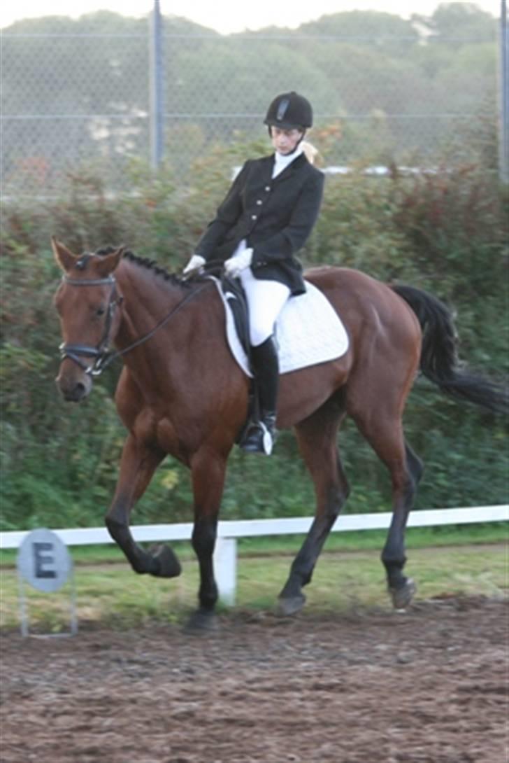 Hvad orm kan gøre ved en hest - Muskelfattig & Tynd billede 5