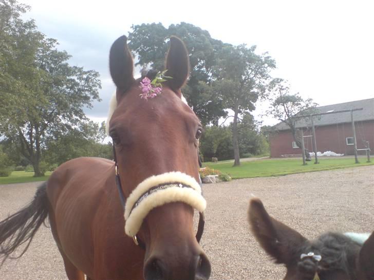 Hvad orm kan gøre ved en hest - Meget tydelige ribben :/ billede 3