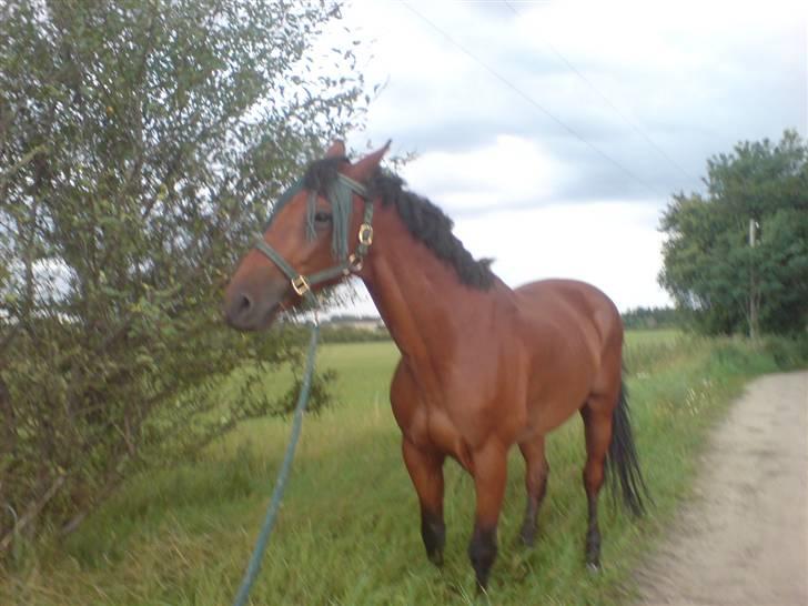 Hvad orm kan gøre ved en hest - ^^ billede 4