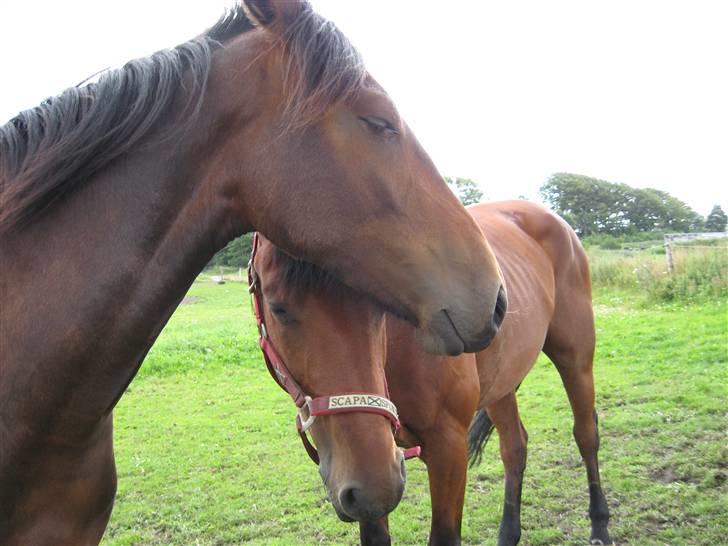 Hvad orm kan gøre ved en hest - Lille stakkels hest :/ billede 2