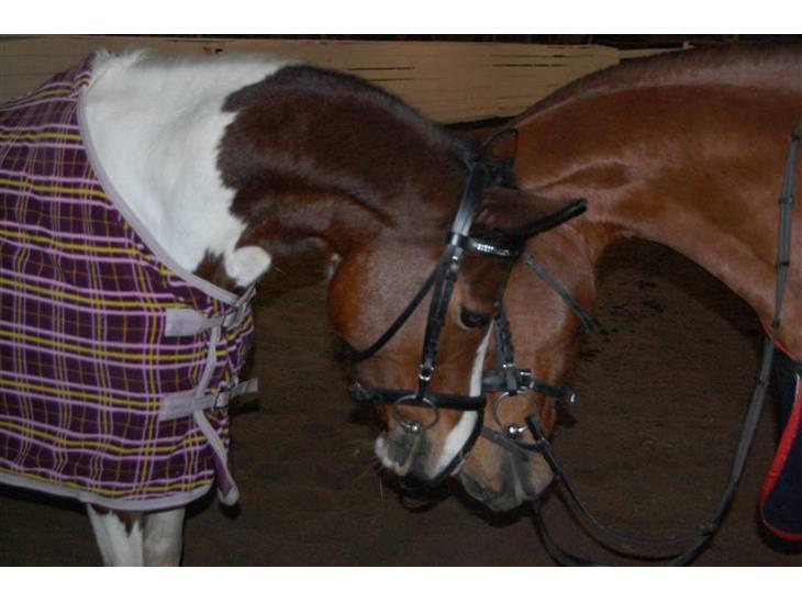 {{currentPhoto.altText}} billede {{currentPhoto.number}}