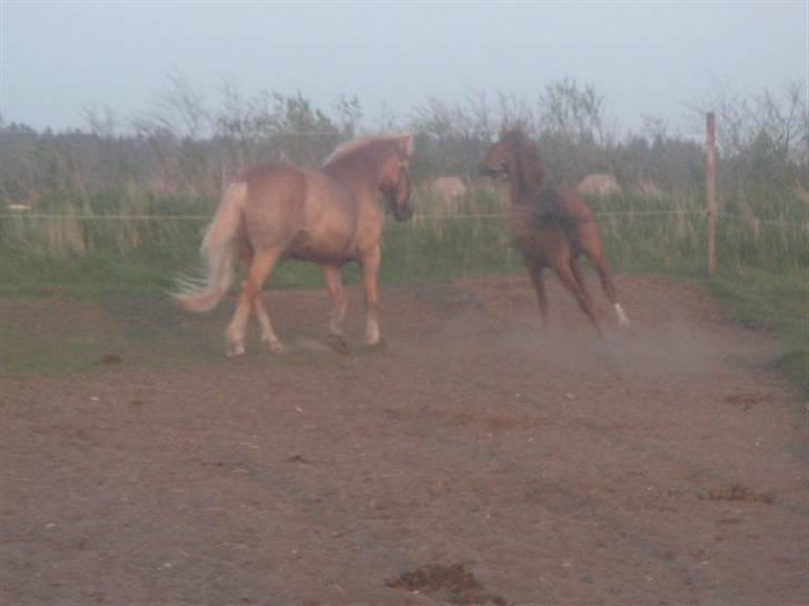 RINGKØBING RIDEKLUB - Det kom ind liiidt for tidligt. d; billede 2