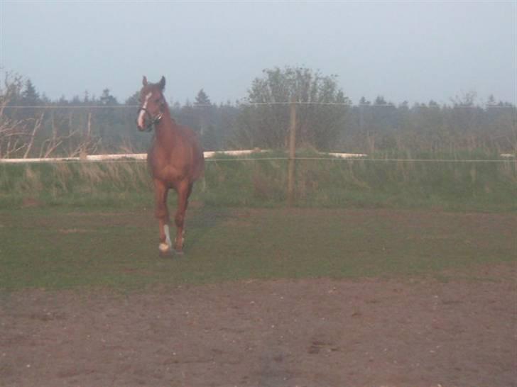 RINGKØBING RIDEKLUB - Lady. billede 5