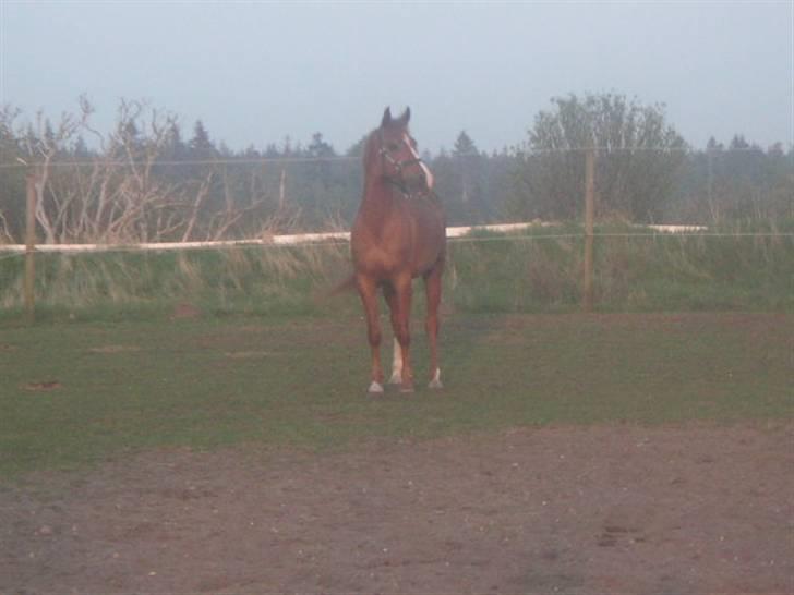 RINGKØBING RIDEKLUB - Er hun ikke smuk? :D billede 6