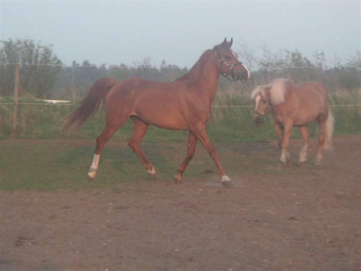 RINGKØBING RIDEKLUB - Lady: Livlig og glad.
Rocky: Træt og sur. billede 7