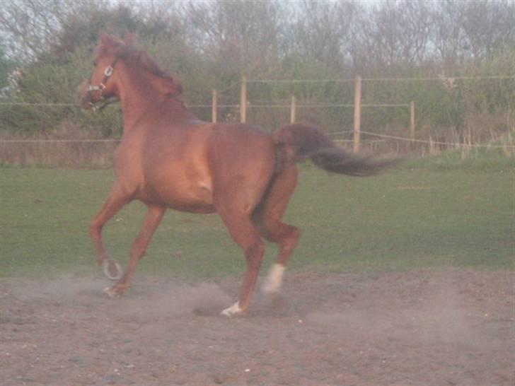 RINGKØBING RIDEKLUB - Lady billede 8