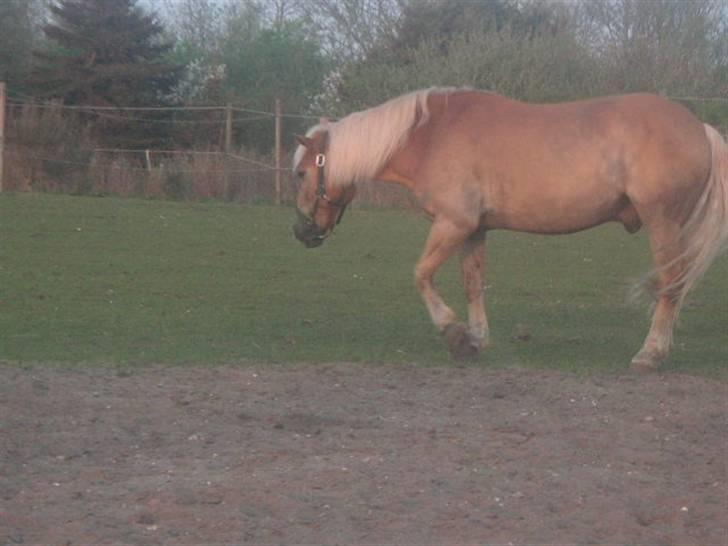 RINGKØBING RIDEKLUB - Rocky billede 9