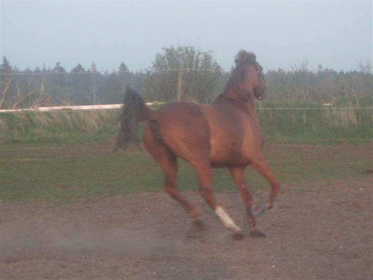 RINGKØBING RIDEKLUB - Lady ! billede 10