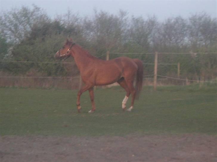 RINGKØBING RIDEKLUB - Lady ! billede 11