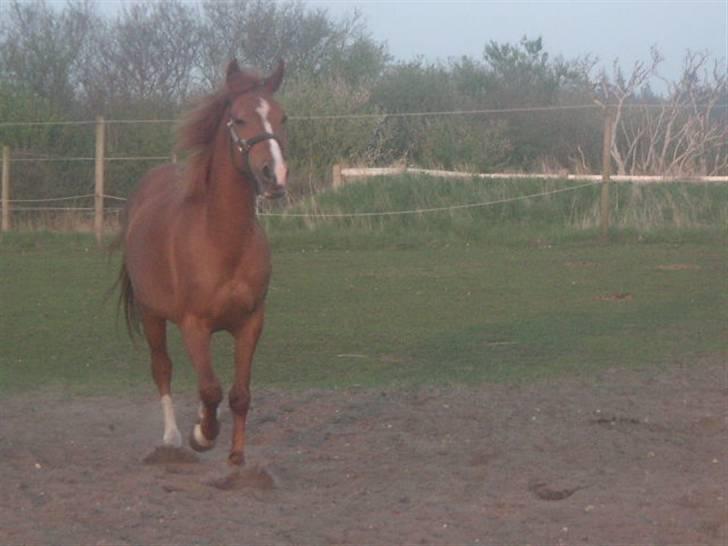 RINGKØBING RIDEKLUB - Lady ! billede 12