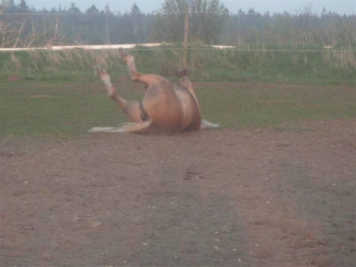 RINGKØBING RIDEKLUB - Rock your body. ;D billede 13