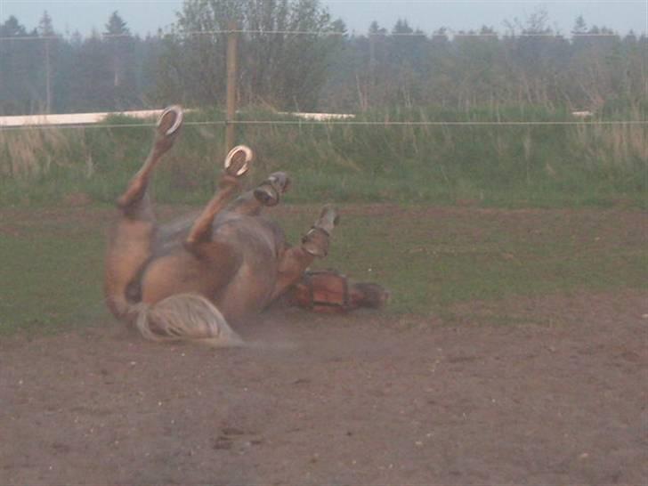 RINGKØBING RIDEKLUB - Rock your body. ;D billede 14