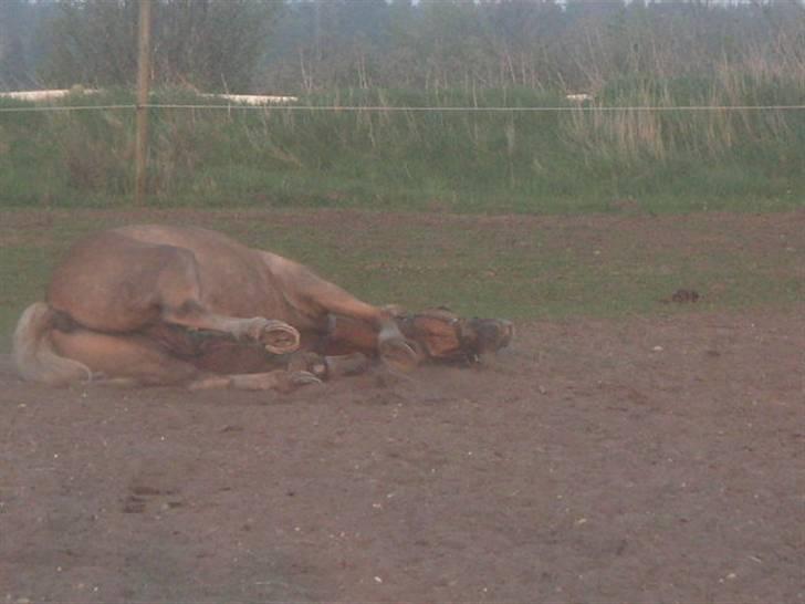 RINGKØBING RIDEKLUB - Rock your body. ;D billede 15