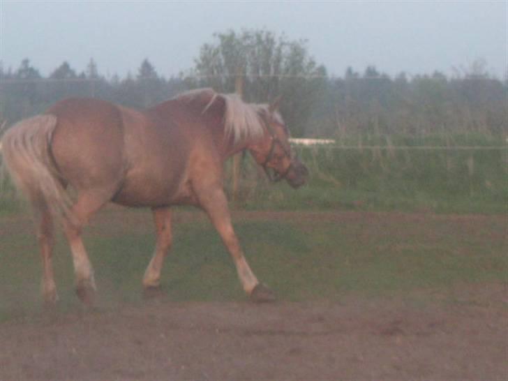 RINGKØBING RIDEKLUB - Rock your body. ;D billede 16