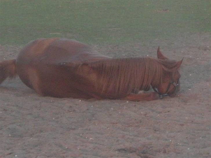 RINGKØBING RIDEKLUB - Dance <3 billede 17