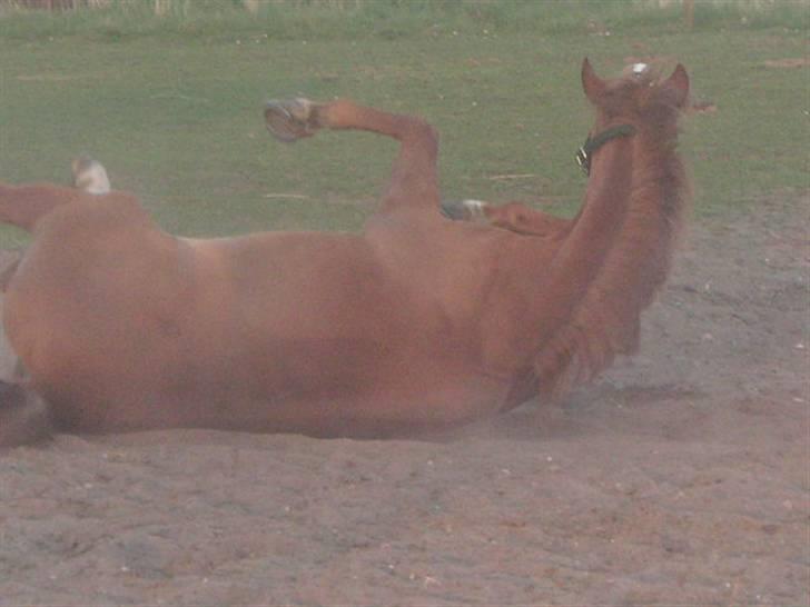 RINGKØBING RIDEKLUB - Dance <3 billede 18