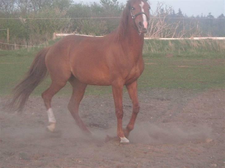 RINGKØBING RIDEKLUB - Hej ? x'D billede 19