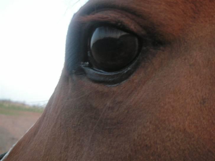 RINGKØBING RIDEKLUB - Kært. <3 billede 23