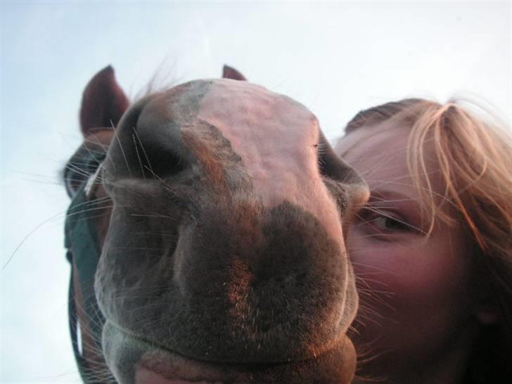 RINGKØBING RIDEKLUB - Muuule! :'O billede 24