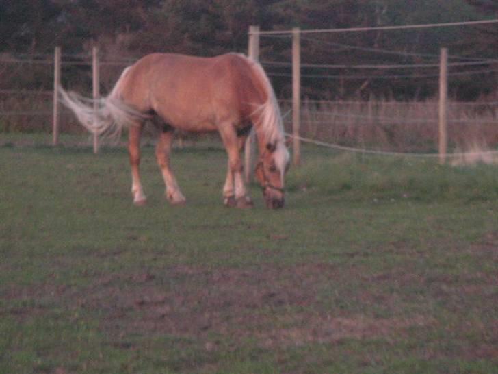 RINGKØBING RIDEKLUB - Smukt <3 billede 26