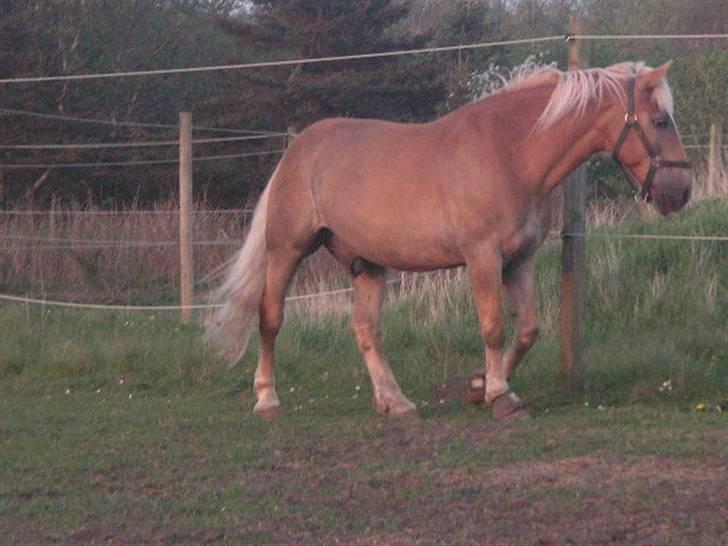 RINGKØBING RIDEKLUB - Uuuh ? billede 27