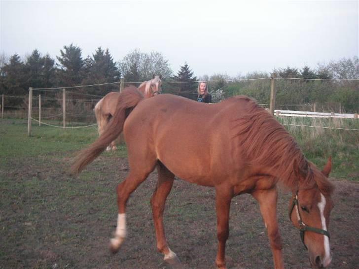 RINGKØBING RIDEKLUB - Lady altså! Jeg skulle jo tage et billede af Rie og Rocky
- alias ikke dig! x'D billede 28