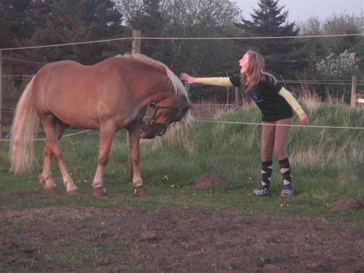 RINGKØBING RIDEKLUB - HAHAHAHA! 
Ej, det var godt nok et u/heldigt billede! :D Fuck det ser sjovt ud. <3
Rocky gider dig ikke Riie? Ej, han elsker dig. <3 d;
*det klør lidt* billede 29